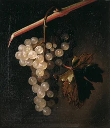 En klase vindruer hængende foran en stenmur, 1709