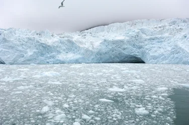 Isklumper fra nærliggende gletsjere flyder i det arktiske hav, Svalbardøerne, Norge, 2022 (foto)
