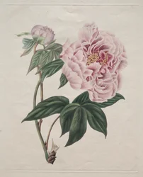 Kinesisk træpæon (Paeonia suffruticosa)