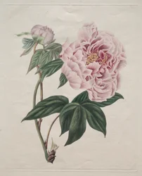 Kinesisk træpæon Paeonia suffruticosa, ca. 1820.