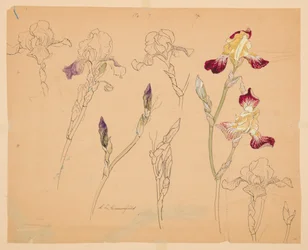 Studier af iris