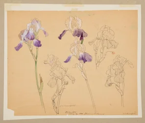 Studie af iris