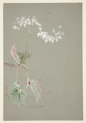 Undersøgelse af Pink Begonia