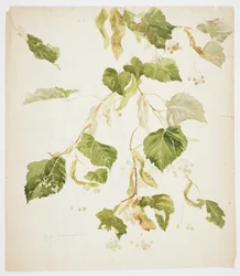 Studie af en Linden-gren