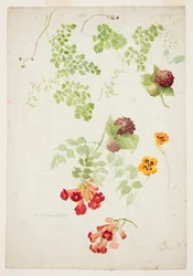 Studie af Maidenhair Fern, Trumpet Vine og Nasturtium