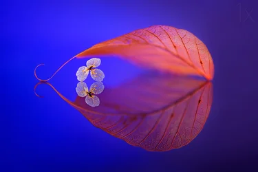 Refleksion af et flydende blad