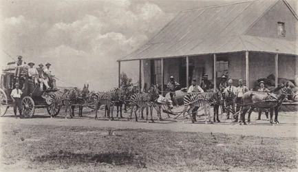 Et nyt transportmiddel, zebraer til at tegne posttræneren (s/h foto)