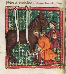 Ms 214 fol.31v Reparation af det brækkede mellemhåndsben på en hest, fra Libro de Menescalcia y Albeyteria af Juan Alvarez, c.1390