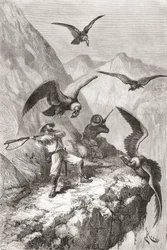 Édouard François André og ledsager blev angrebet af kondorer nær Calacali, Pichincha-provinsen, Ecuador, under hans botaniseringsekspedition ved foden af Andesbjergene i 1875-76