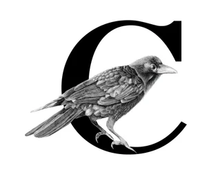 C står for Crow, 2018 (grafitblyant  digital)