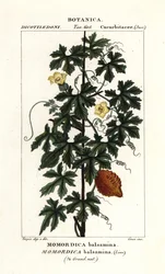 Afrikansk agurk, Momordica balsamina