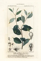 Agarwood, Aquaria malaccensis Kritisk truet