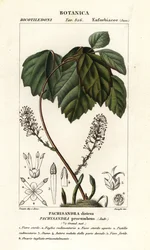 Allegheny flush, Pachysandra liggende