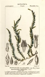 Antifever fontinalis mos, Fontinalis antipyretica