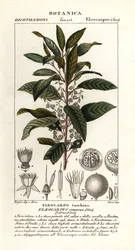 Blåbæraske, Elaeocarpus cyaneus