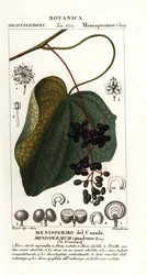 Canadisk moonseed, menispermum canadense