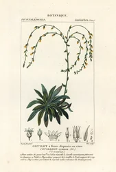 Canyon live-forever,, Dudleya cymosa