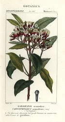 Nellike, Syzygium aromaticum