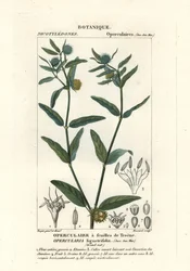 Grov stinkkrudt, Opercularia aspera