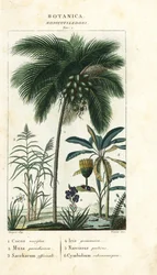 Kokos, banan, sukkerrør osv