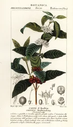 Kaffe, Coffea arabica, Caffe d