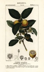 Almindelig guava, Psidium guajava