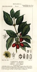 Cornelian kirsebær, Cornus mas