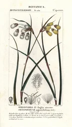 Bomuldsgræs eller vatpind, Eriophorum angustifolium