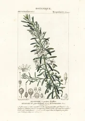 Krybende boobialla, Myoporum parvifolium