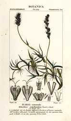 Krøllet mesquite, Hilaria cenchroides