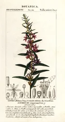 Europæisk tryllestav loosestrife, Lythrum virgatum