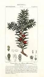 Europæisk taks, Taxus baccata