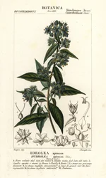 Falsk violinblad, Hydrolea spinosa