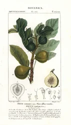 Figentræ og frugt, Ficus carica