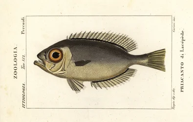 Glasøje store øjne, Heteropriacanthus cruentatus