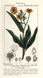 Større spydort, Ranunculus lingua