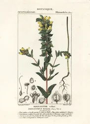 Større gul rangle, Rhinanthus alectorolophus
