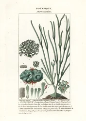 Grønalge Spongodium arter