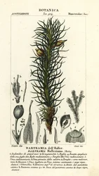 Hallers æblemos, Bartramia halleriana