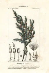 Hedwigia aquatica mos