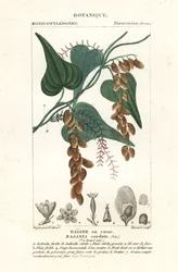 Himbertræ, Rajania cordata