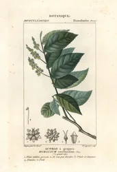 Jerntræ, Homalium clusterumus