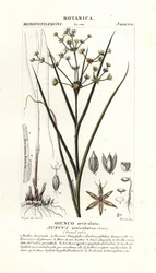 Ledsus, Juncus articulatus