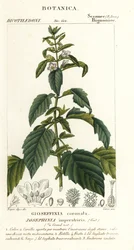 Kejserinde Josephine
