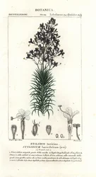 Lærkeblad eller træudløserplante, Stylidium laricifolium