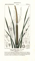 Mindre bulrush, Typha angustifolia