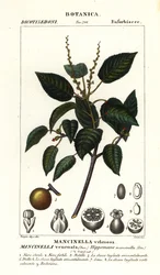 Manchineel eller strandæbletræ, Hippomane mancinella