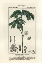 Majæble, Podophyllum peltatum