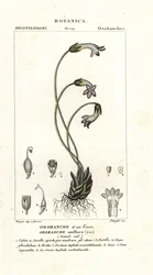 Enblomstret gyvelrap, Orobanche uniflora