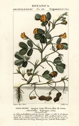 Jordnødde eller jordnødde, Arachis hypogaea